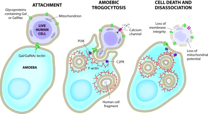 phagocytosis amoeba